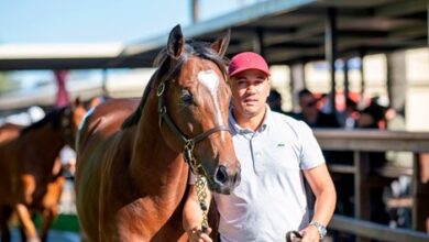 Quality Showcased in Magic Millions National Sales Catalog