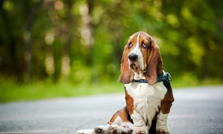 7 Best Dehydrated Dog Foods for Basset Hounds
