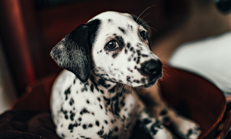 10 máy ảnh cho chó tốt nhất để giữ cho chú chó của bạn an toàn và khỏe mạnh