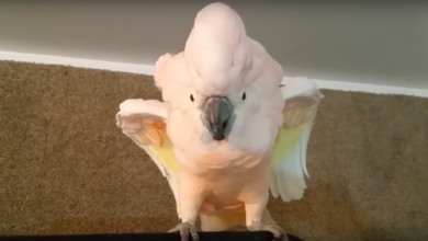 Cockatoo refuses to enter the cage, throws a funny 'anger'