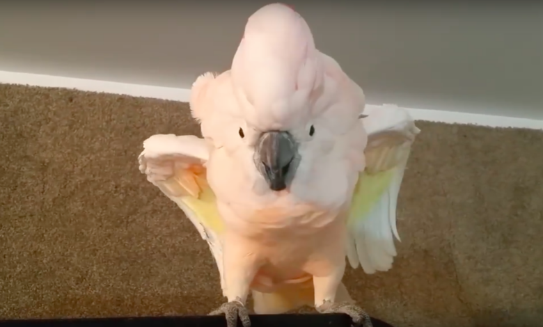 Cockatoo refuses to enter the cage, throws a funny 'anger'