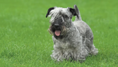 Top 10 rare dog breeds in the US in 2022 – Dogster