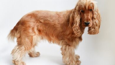 10 Best Dog Gates for Cocker Spaniels