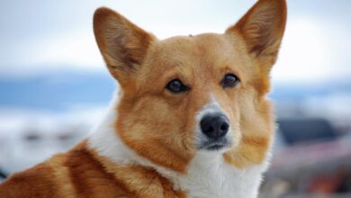 7 Best Dehydrated Dog Foods for Corgis