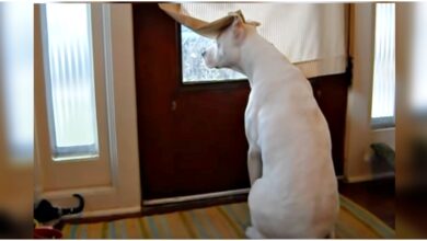 Deaf dog yearns for his father, waiting at the front door during deployment