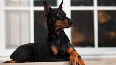 7 Best Dehydrated Dog Foods for Dobermans