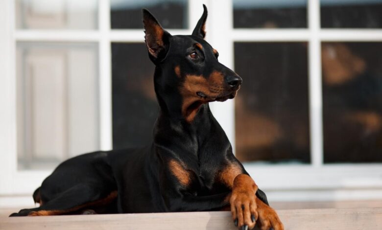 7 Best Dehydrated Dog Foods for Dobermans