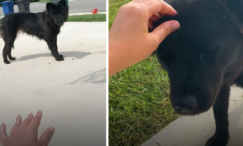 Stray dog ​​doesn't trust woman, only approaches when this other dog 'talks' to her