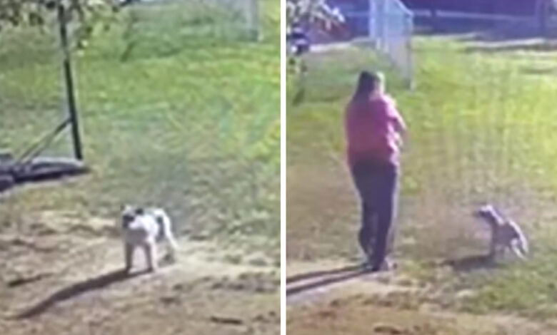 The couple woke up to the sound of a dog barking outside, so they walked to the barn