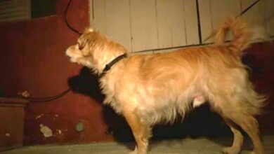 One day, the 'silent' rescue dog started barking at the wall, the owner grabbed it and ran away