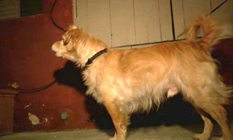 One day, the 'silent' rescue dog started barking at the wall, the owner grabbed it and ran away