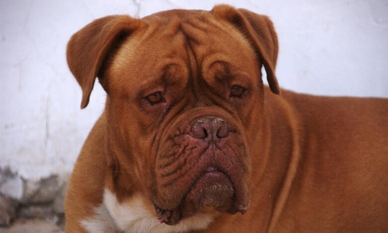 7 Best Dehydrated Dog Foods for Dogue De Bordeaux