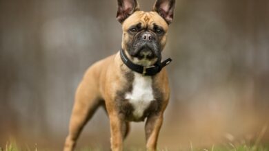 7 Best Dehydrated Dog Foods for French Bulldogs