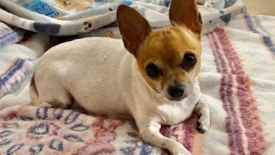 Injured, obese Chihuahua was left in an empty apartment when the family moved