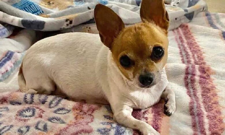 Injured, obese Chihuahua was left in an empty apartment when the family moved