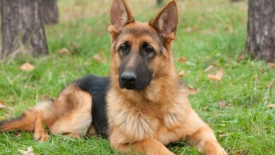 7 Best Dehydrated Dog Foods for German Shepherds
