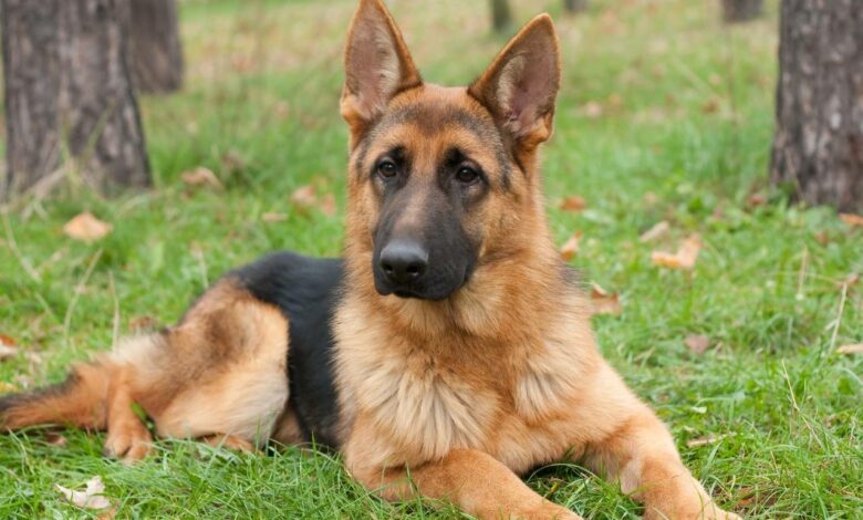 7 Best Dehydrated Dog Foods for German Shepherds