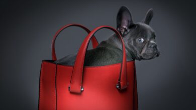 How to Protect Yourself from Top Puppies Scams – Dogster