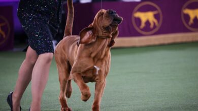 2023 Westminster Kennel Club Dog Show: Everything you need to know