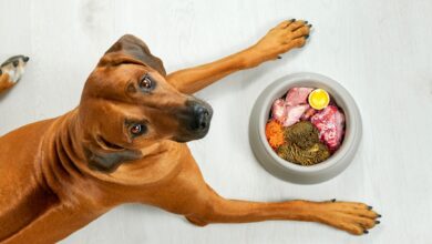 3 Raw dog food diets and how to get started – Dogster