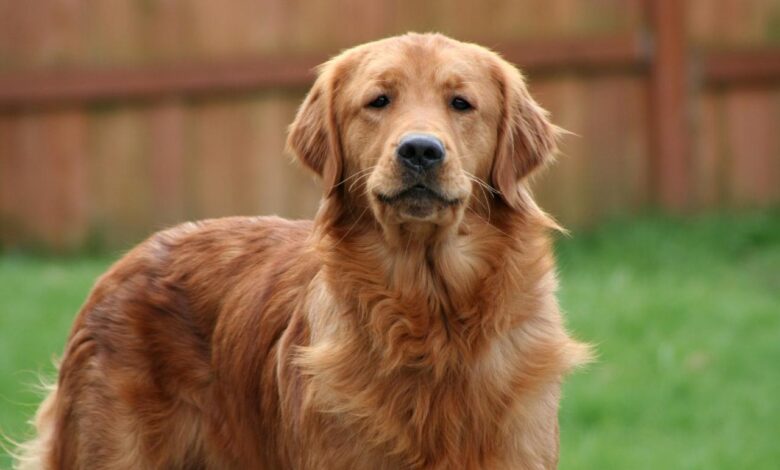 7 Best Dehydrated Dog Foods for Golden Retrievers
