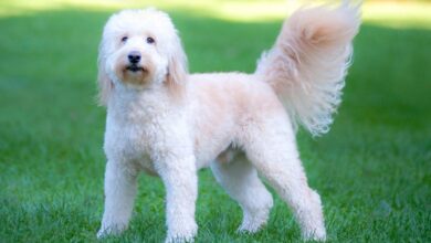 7 Best Dehydrated Dog Foods for Goldendoodles