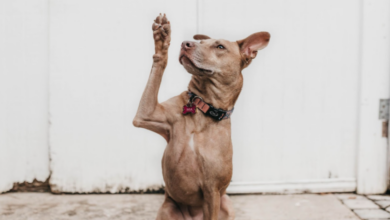 Is Hemp Oil Good For Dogs? 5 Products We Love