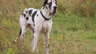 7 Best Dehydrated Dog Foods for Great Danes
