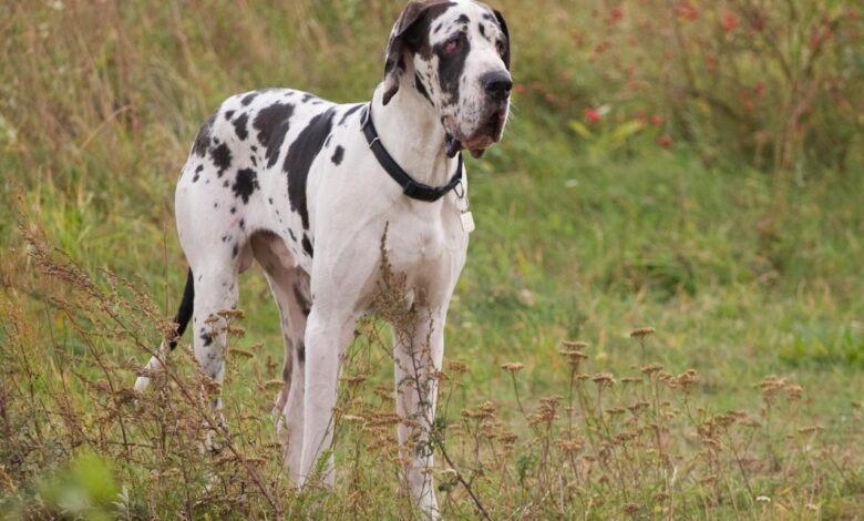 7 Best Dehydrated Dog Foods for Great Danes