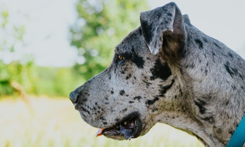 10 Best Snout Soothers For Great Danes
