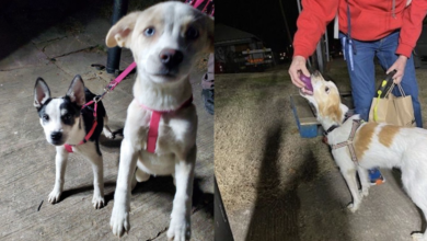 Thanks to your help, these homeless dogs are now full of bellies every day!
