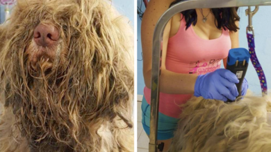 Dog Groomer opens shop at midnight to cut stray dog's hair, finds beauty beneath 'fuzzy' coat