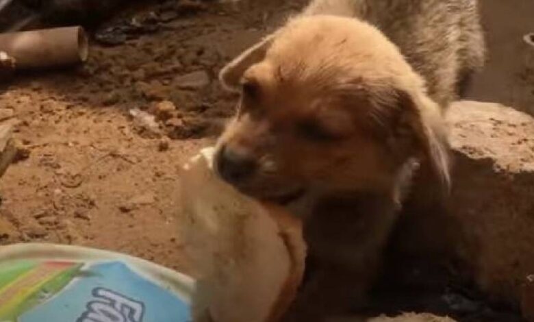 Despite being sick and hungry, the street dog still shares his only piece of bread