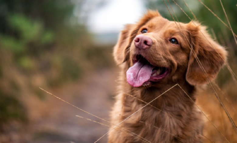 6 Products To Help Relieve Joint Pain in Your Pup
