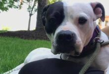Couple discovers abandoned Pit Bull in the basement of their new home