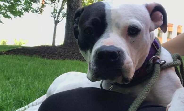 Couple discovers abandoned Pit Bull in the basement of their new home