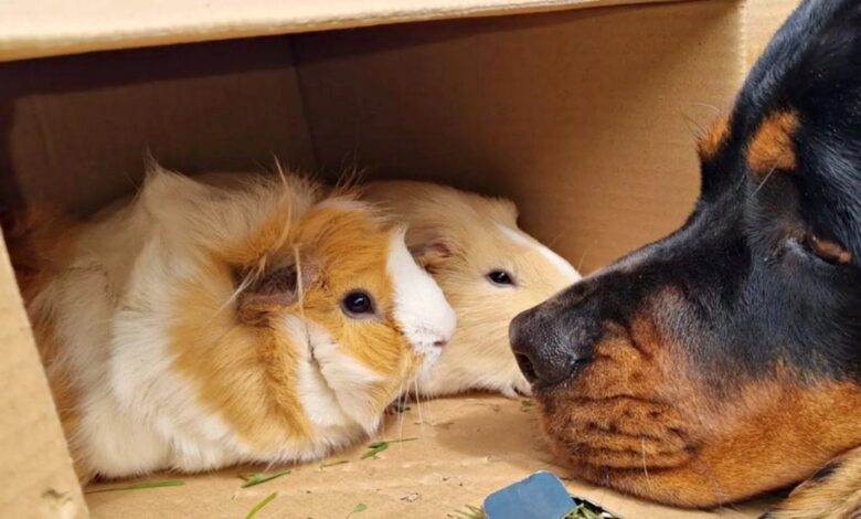 Rottweiler is rejected by humans to turn to guinea pigs for love and acceptance