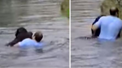 Zoo staff refused to save the drowning chimpanzee, suddenly the man jumped into the ring