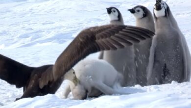Baby penguin screams in terror as the giant bird attacks and a hero saves the day