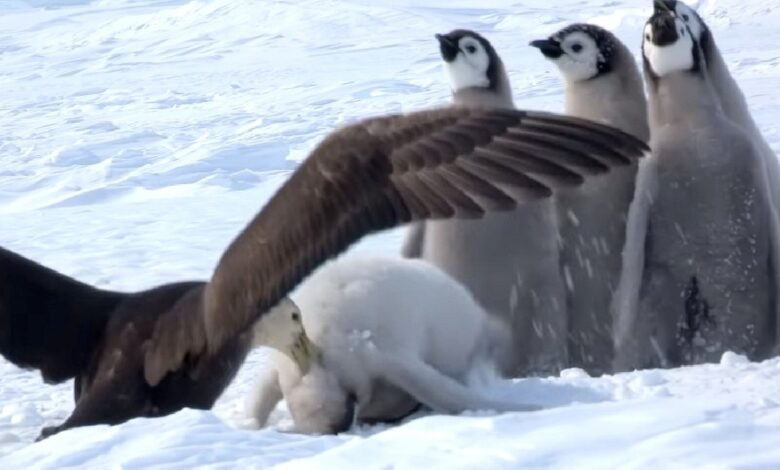 Baby penguin screams in terror as the giant bird attacks and a hero saves the day