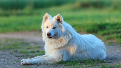 The 8 Best Dog Foods For Samoyeds – 2023