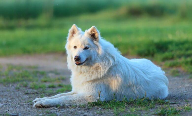 The 8 Best Dog Foods For Samoyeds – 2023