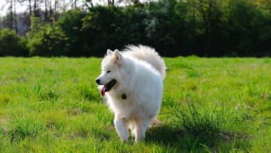 10 Best Dog Gates for Samoyeds