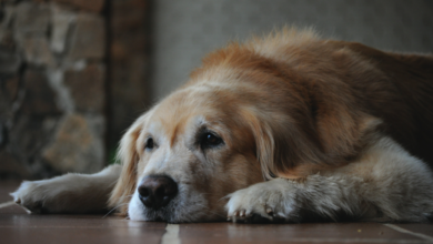 11 Best Supplements for Senior Dogs