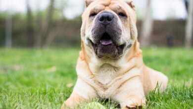 The 8 Best Dog Foods For Shar Peis – 2023