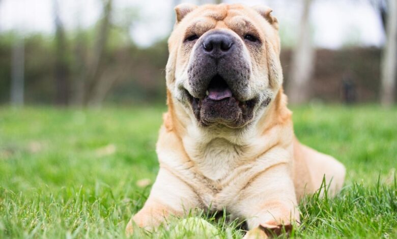 The 8 Best Dog Foods For Shar Peis – 2023