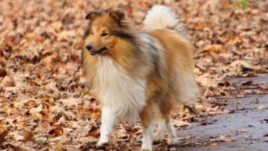 10 Best Invisible Dog Fences for Shelties