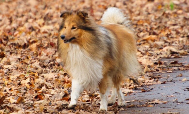 10 Best Invisible Dog Fences for Shelties