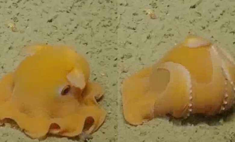 The cutest little octopus in the world hides from the camera in a conspicuous place