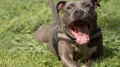12 Best Probiotics for American Staffordshire Terriers